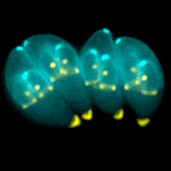 Toxoplasmosis Gondii - Version 1.0