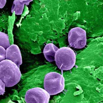 Cryptococcus Gattii - Version 1.1