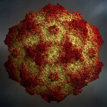 Canine Parvovirus Type II - Version 1.0