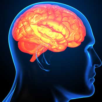 Jakob-Creutzfeldt Disease (Mad Cow) - Version 1.31