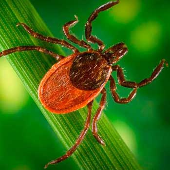 Lyme Disease - Version 12.0