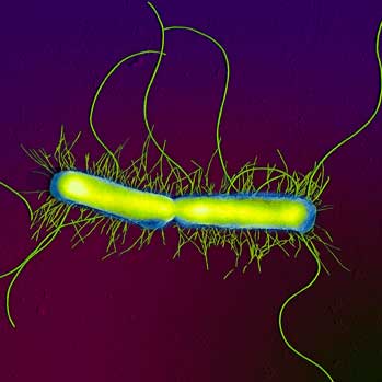 Proteus Vulgaris - Version 1.0