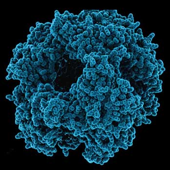 Rotavirus - Version 1.1