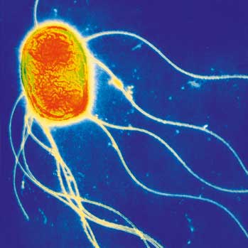 Salmonella Paratyphi B - Version 1.1