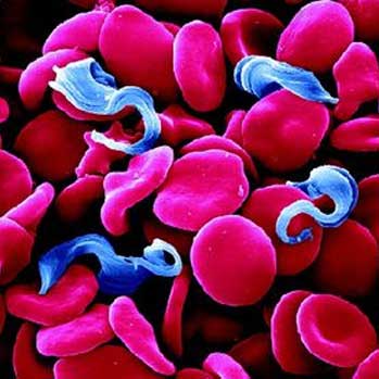 Sleeping Sickness - Version 1.0