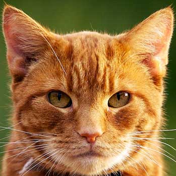 Walmart Shopper Syndrome - Version 1.0