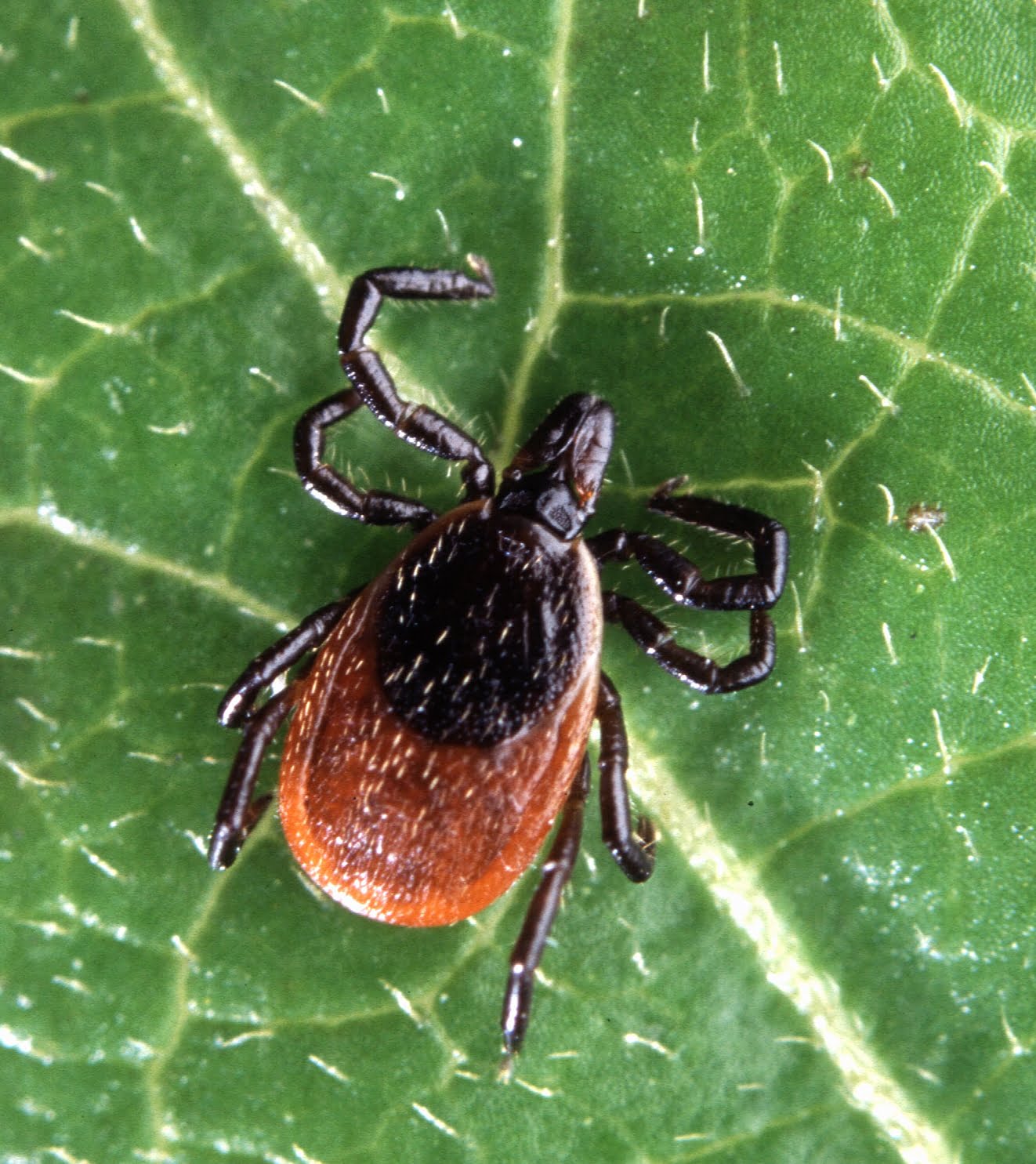 Borrelia Miyamotoi Version 1.1