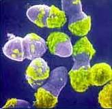 Enterococcus Faecium Version 1.0