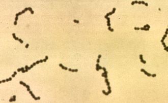 Streptococcus Version 1.0