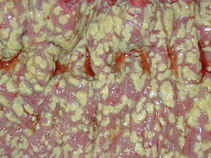 Clostridium difficile and other related organisms Version 1.0